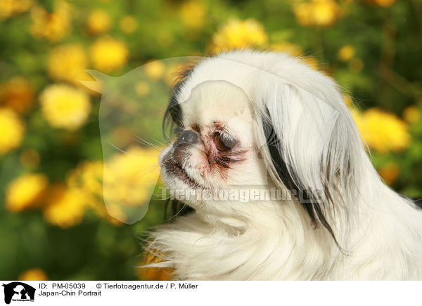 Japan-Chin Portrait / Japanese chin Portrait / PM-05039
