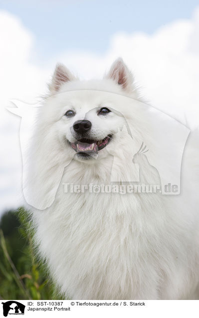 Japanspitz Portrait / SST-10387