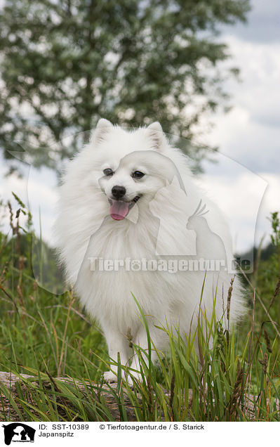 Japanspitz / SST-10389