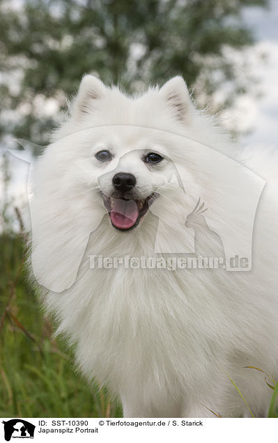 Japanspitz Portrait / SST-10390