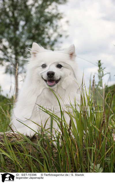 liegender Japanspitz / lying japanese pomeranian / SST-10396