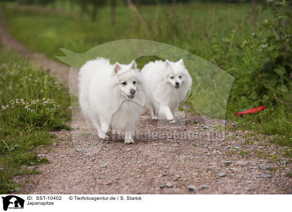 Japanspitze / japanese pomeranians / SST-10402