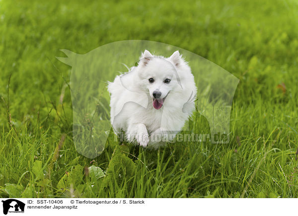 rennender Japanspitz / running japanese pomeranian / SST-10406