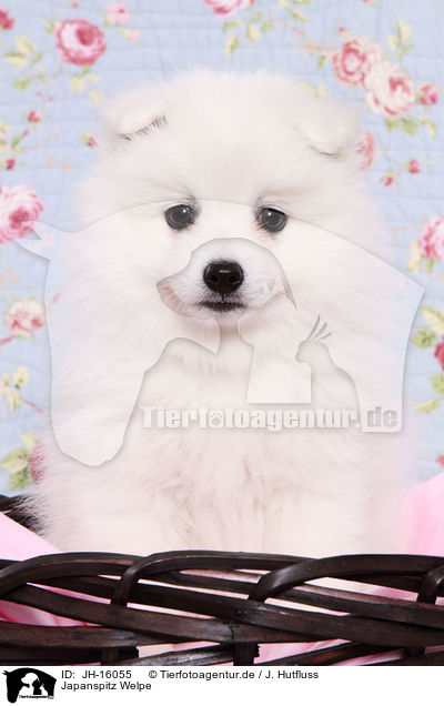 Japanspitz Welpe / JH-16055