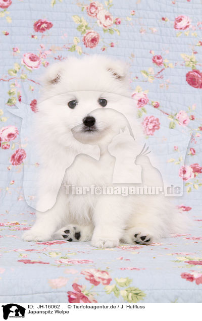 Japanspitz Welpe / JH-16062