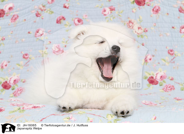 Japanspitz Welpe / JH-16065
