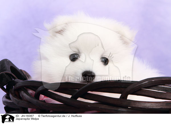 Japanspitz Welpe / japanese pomeranian puppy / JH-16067