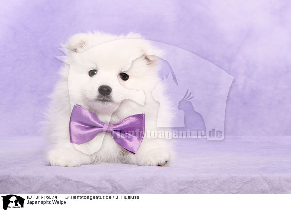 Japanspitz Welpe / japanese pomeranian puppy / JH-16074
