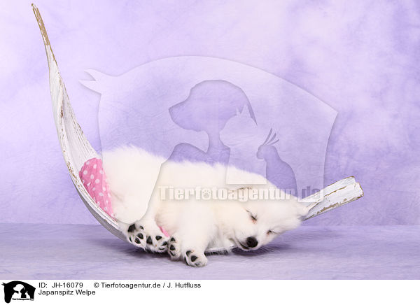 Japanspitz Welpe / japanese pomeranian puppy / JH-16079