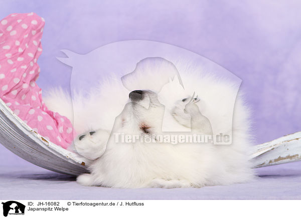 Japanspitz Welpe / JH-16082