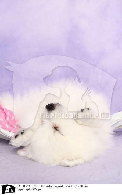 Japanspitz Welpe / JH-16083