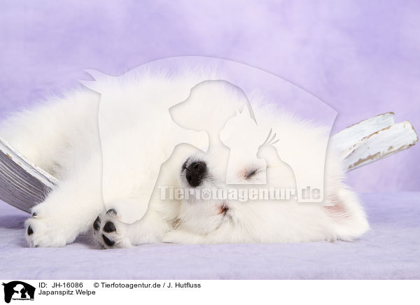 Japanspitz Welpe / JH-16086