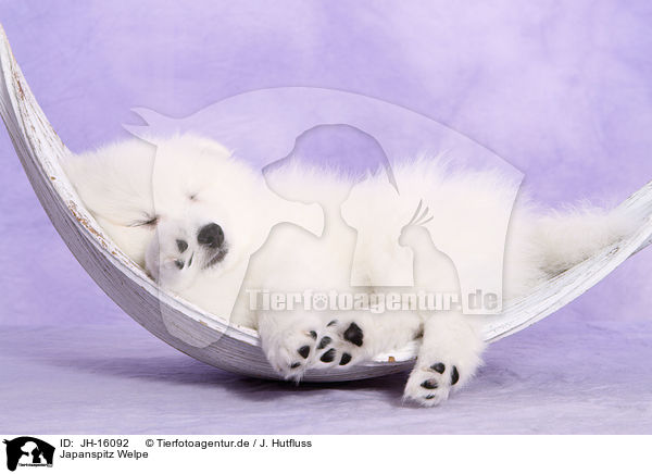 Japanspitz Welpe / japanese pomeranian puppy / JH-16092