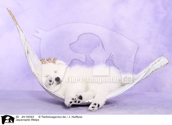 Japanspitz Welpe / JH-16093