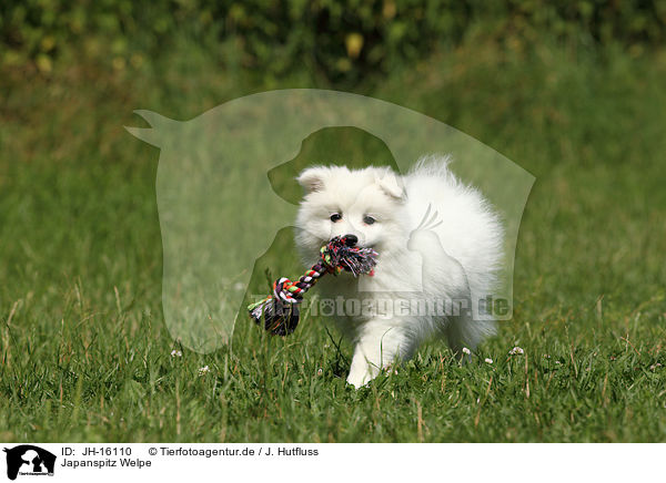 Japanspitz Welpe / JH-16110