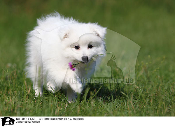 Japanspitz Welpe / japanese pomeranian puppy / JH-16133