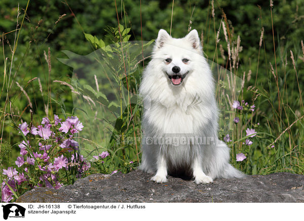 sitzender Japanspitz / JH-16138