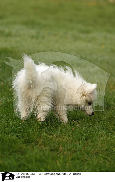 Japanspitz / AB-03233