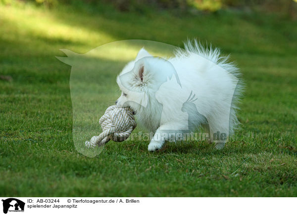spielender Japanspitz / AB-03244