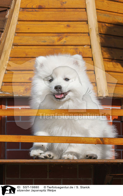 sitzender Japanspitz Welpe / sitting Japanese Spitz Puppy / SST-19880