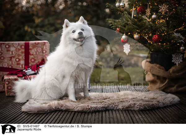 Japanspitz Rde / male Japanese Spitz / SVS-01487