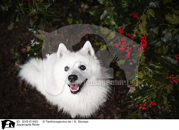 Japanspitz Rde / male Japanese Spitz / SVS-01493