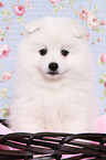 Japanspitz Welpe