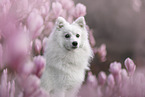 Japanspitz