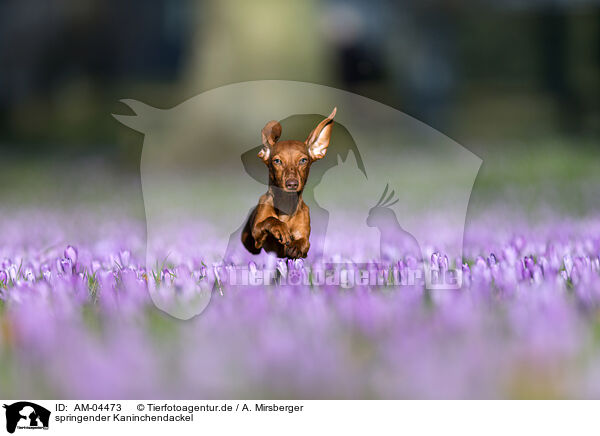 springender Kaninchendackel / AM-04473