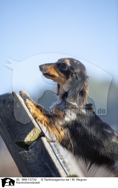 Kaninchendackel / Rabbit Dachshund / MW-13730