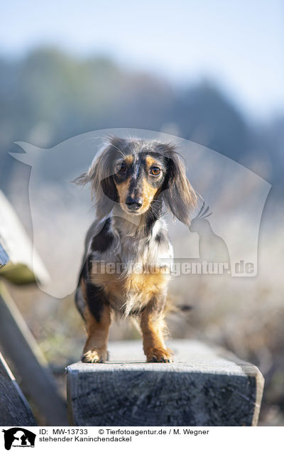 stehender Kaninchendackel / standing Rabbit Dachshund / MW-13733