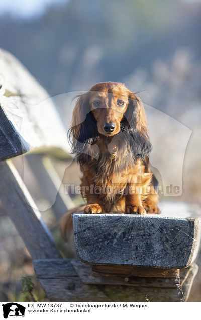 sitzender Kaninchendackel / sitting Rabbit Dachshund / MW-13737