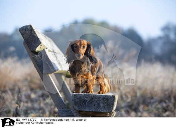 stehender Kaninchendackel / standing Rabbit Dachshund / MW-13739