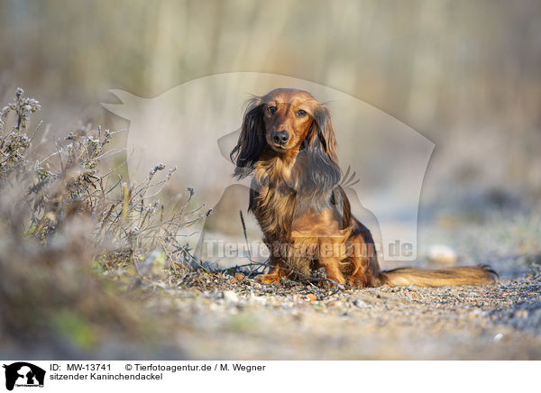 sitzender Kaninchendackel / sitting Rabbit Dachshund / MW-13741