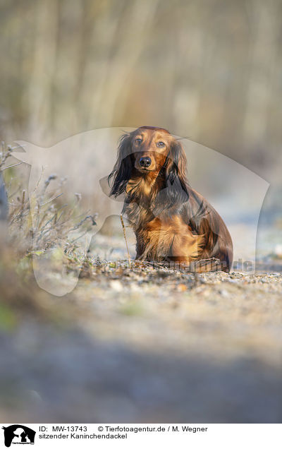 sitzender Kaninchendackel / sitting Rabbit Dachshund / MW-13743