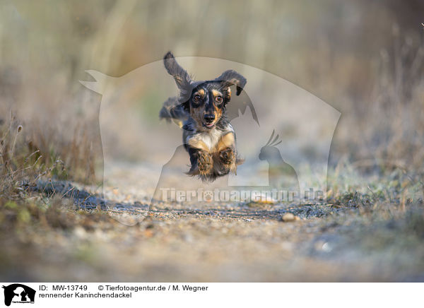 rennender Kaninchendackel / running Rabbit Dachshund / MW-13749