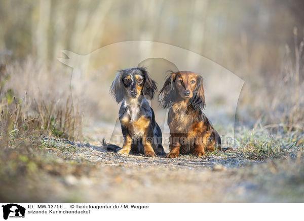 sitzende Kaninchendackel / sitting Rabbit Dachshund / MW-13756