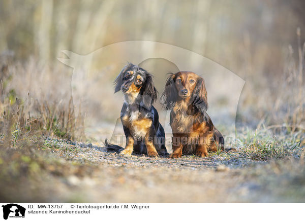 sitzende Kaninchendackel / sitting Rabbit Dachshund / MW-13757