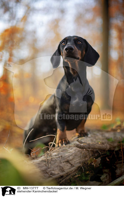 stehender Kaninchendackel / standing Rabbit Dachshund / MW-13777