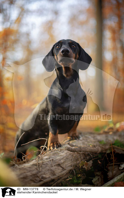 stehender Kaninchendackel / standing Rabbit Dachshund / MW-13778