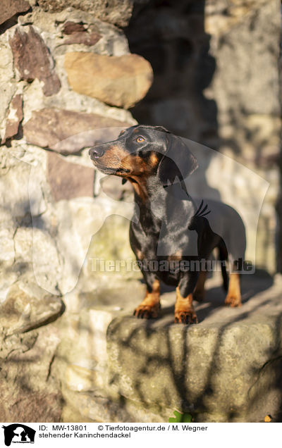 stehender Kaninchendackel / standing Rabbit Dachshund / MW-13801
