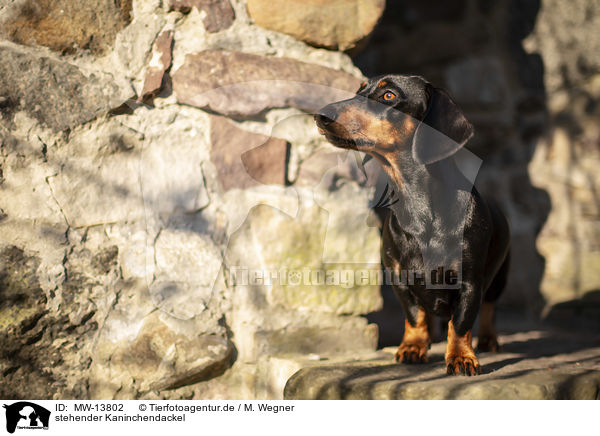 stehender Kaninchendackel / standing Rabbit Dachshund / MW-13802