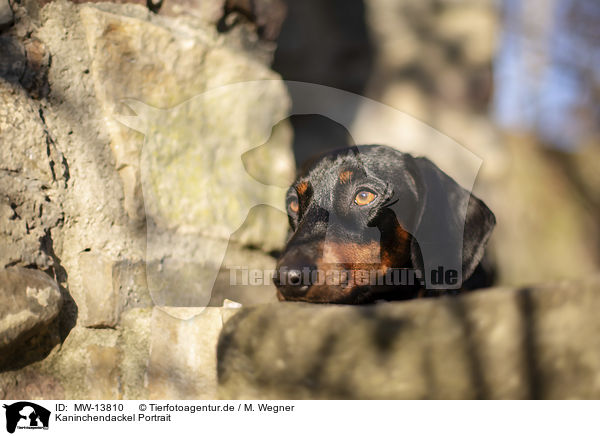 Kaninchendackel Portrait / Rabbit Dachshund portrait / MW-13810