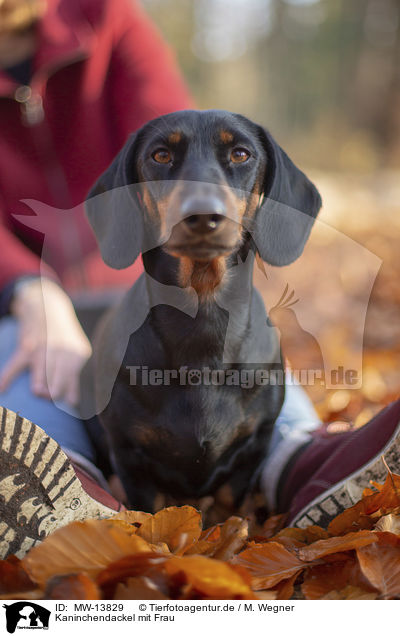 Kaninchendackel mit Frau / Rabbit Dachshund with woman / MW-13829