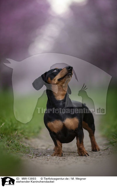 stehender Kaninchendackel / standing Rabbit Dachshund / MW-13893