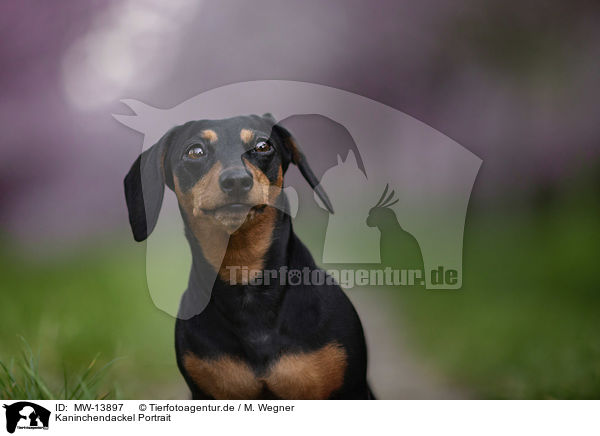 Kaninchendackel Portrait / Rabbit Dachshund portrait / MW-13897