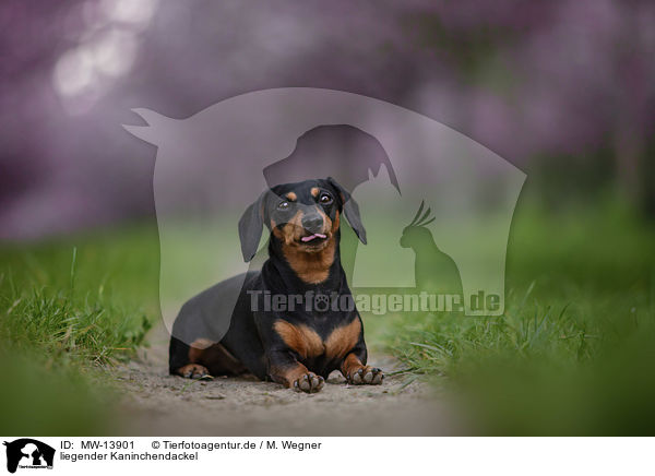 liegender Kaninchendackel / lying Rabbit Dachshund / MW-13901