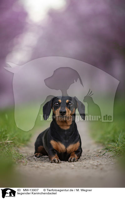 liegender Kaninchendackel / lying Rabbit Dachshund / MW-13907