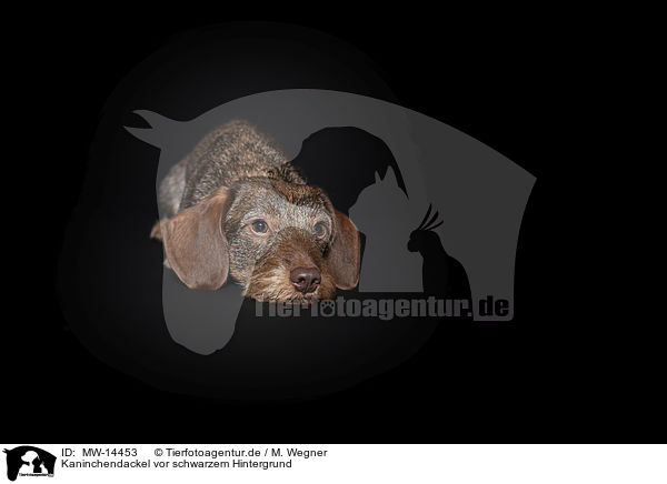 Kaninchendackel vor schwarzem Hintergrund / Rabbit-Dachshund in front of a black background / MW-14453