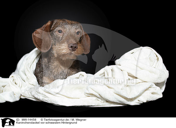 Kaninchendackel vor schwarzem Hintergrund / Rabbit-Dachshund in front of a black background / MW-14458